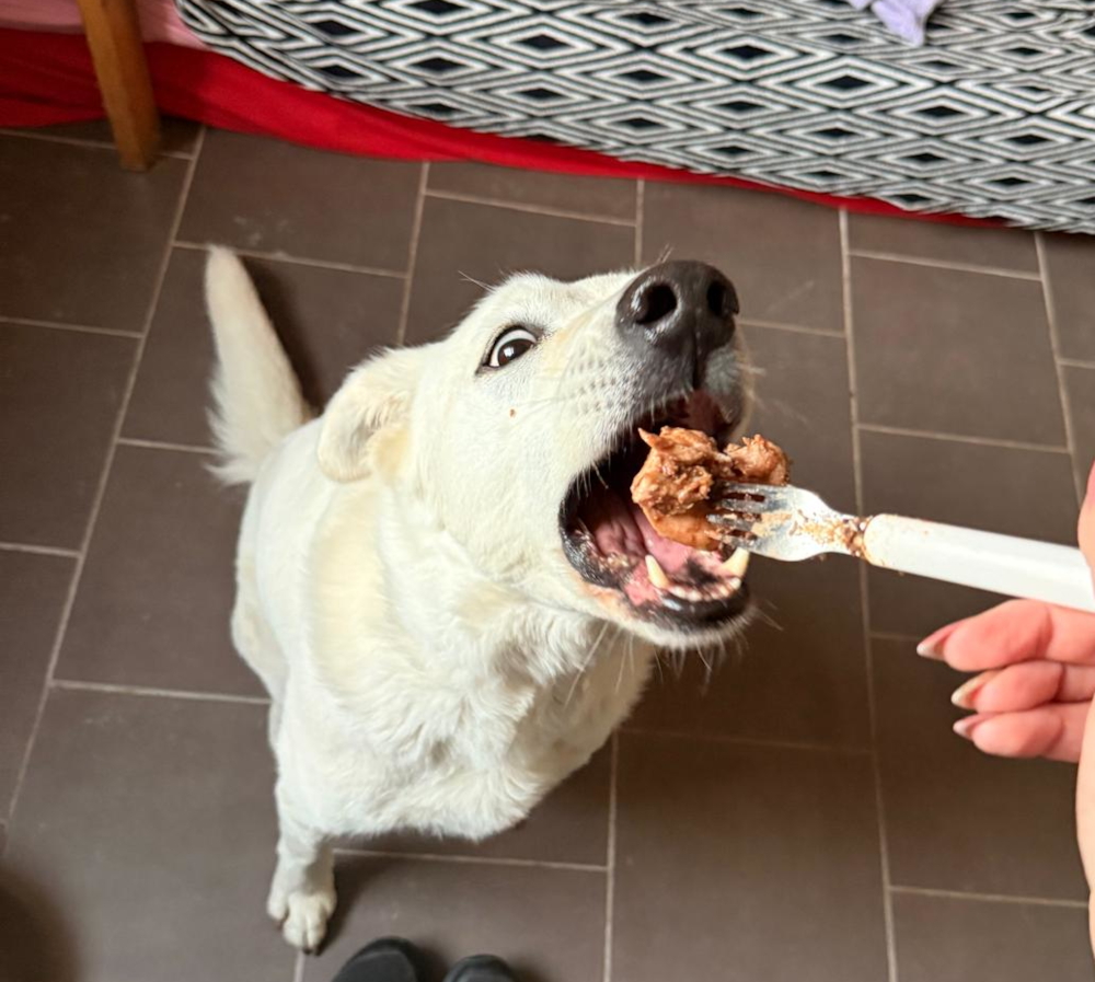 Darmgesundheit beim hund