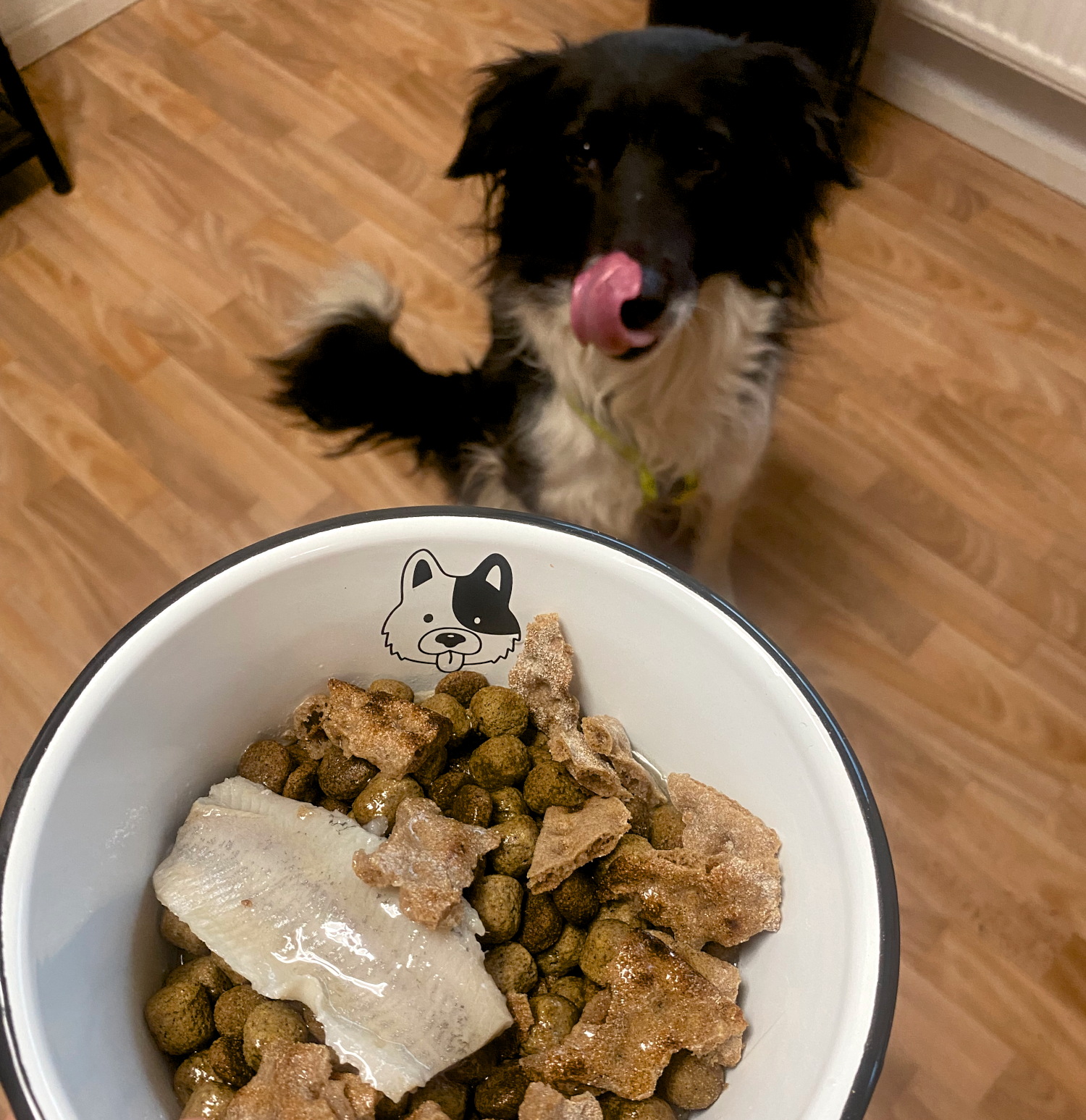 Futter für den Hund