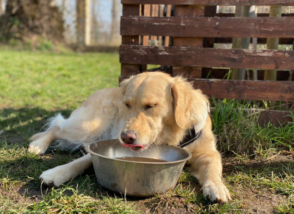 Hitzeschlag bei Hunden