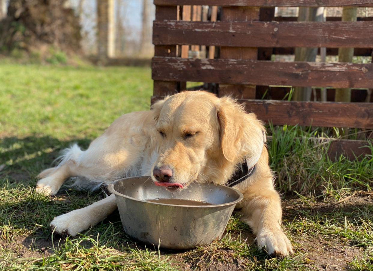 Hitzeschlag bei Hunden