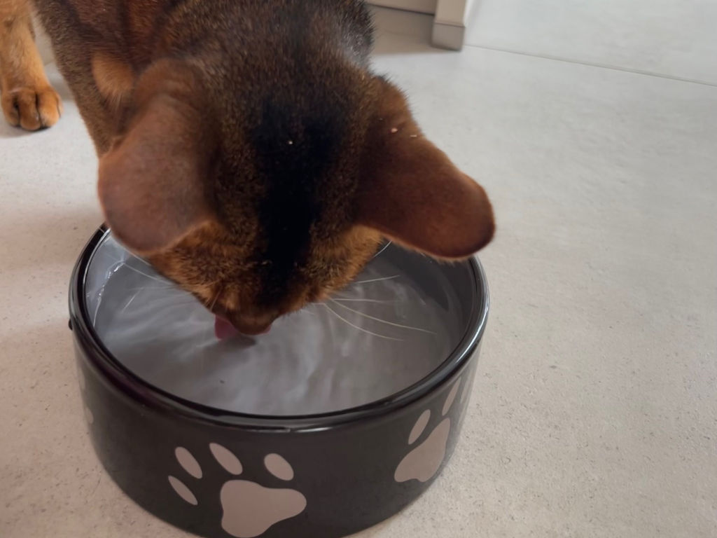 Katze trinkt aus Wassernapf