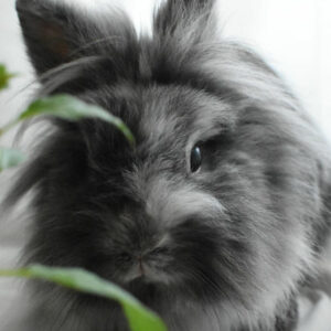 Kleintier- und Kaninchenkrankenversicherung
