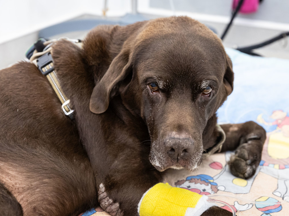 Leptospirose bei Hunden