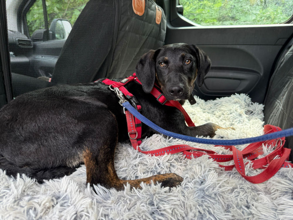 Notfallbetreuung: wir holen Deinen Hund jederzeit ab.