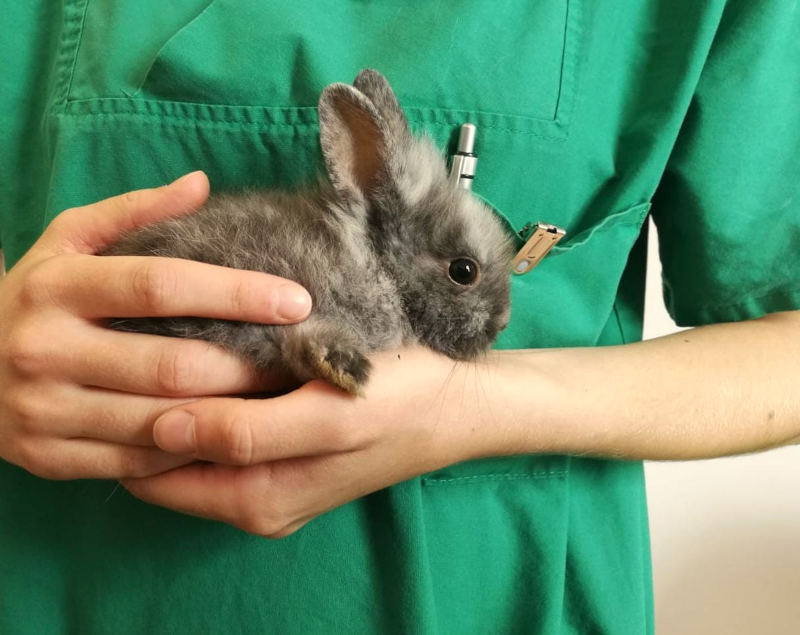 Tierkrankenversicherung für Kaninchen