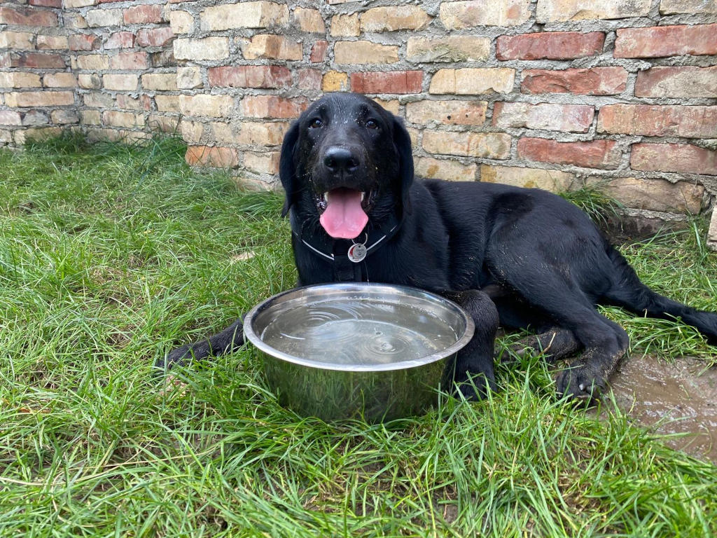 Wasserbedarf des Hundes